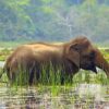 Wilpattu National Park